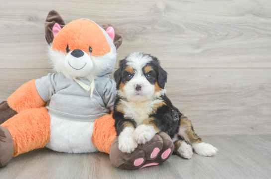 Playful Mini Bernadoodle Poodle Mix Puppy