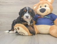 6 week old Mini Bernedoodle Puppy For Sale - Premier Pups
