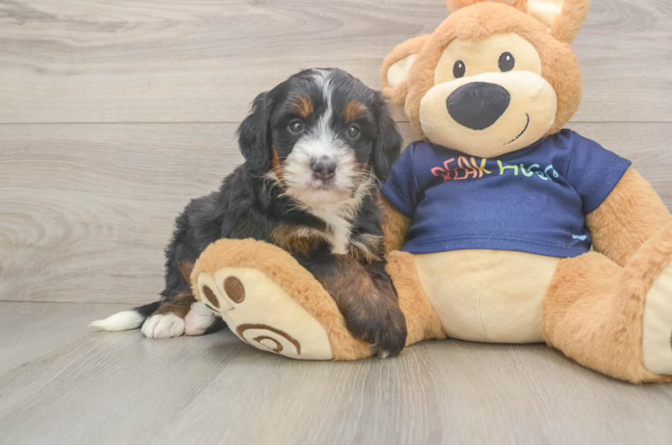 5 week old Mini Bernedoodle Puppy For Sale - Premier Pups