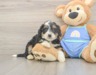 5 week old Mini Bernedoodle Puppy For Sale - Premier Pups