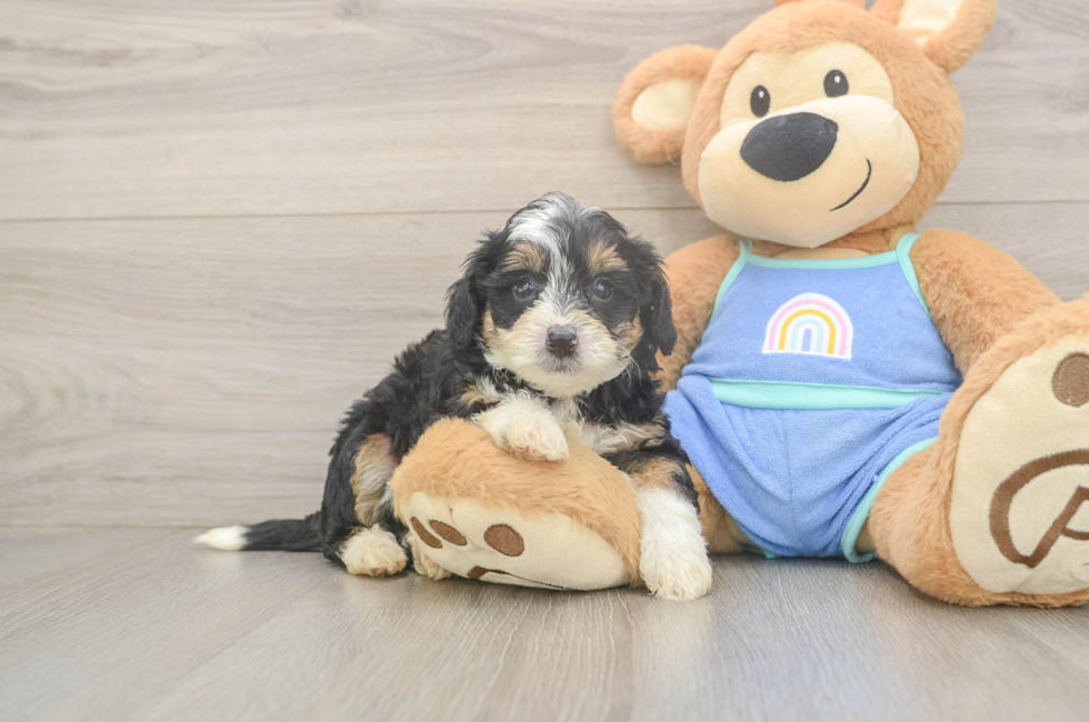 6 week old Mini Bernedoodle Puppy For Sale - Premier Pups