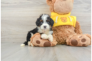 Smart Mini Bernedoodle Poodle Mix Pup