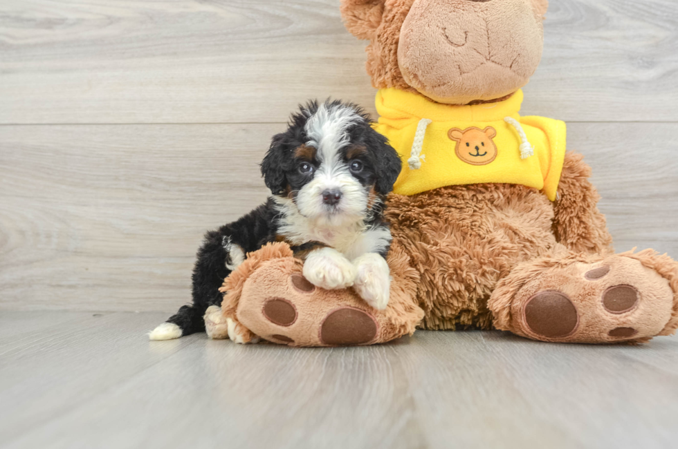 7 week old Mini Bernedoodle Puppy For Sale - Premier Pups