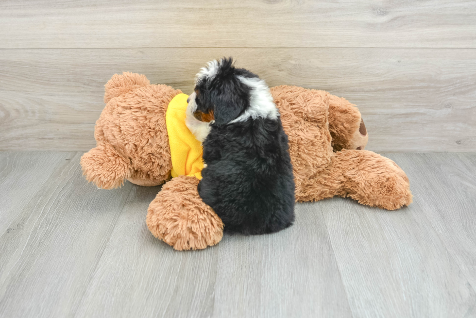 Happy Mini Bernedoodle Baby