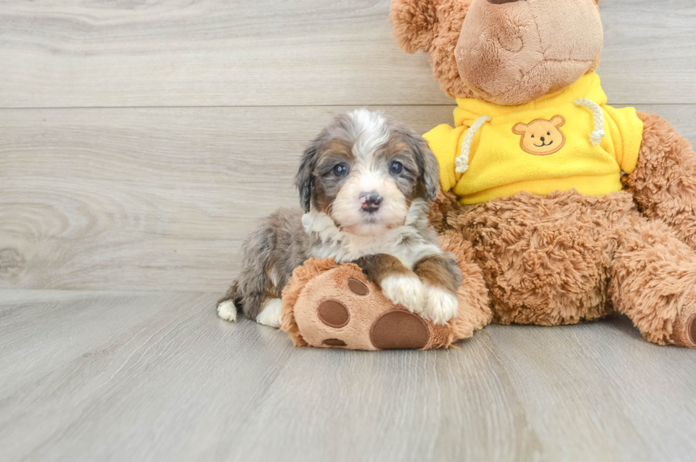 6 week old Mini Bernedoodle Puppy For Sale - Premier Pups