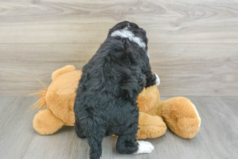 Friendly Mini Bernedoodle Baby