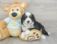 6 week old Mini Bernedoodle Puppy For Sale - Premier Pups