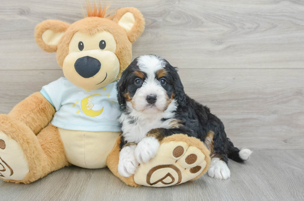 6 week old Mini Bernedoodle Puppy For Sale - Premier Pups