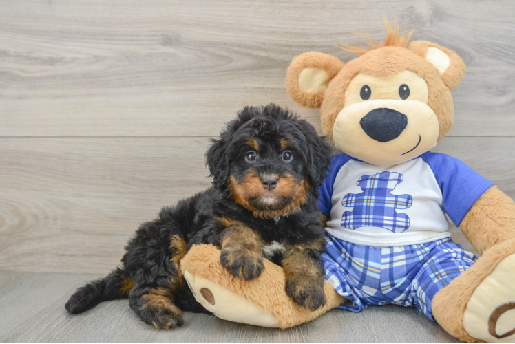 Sweet Mini Bernedoodle Baby