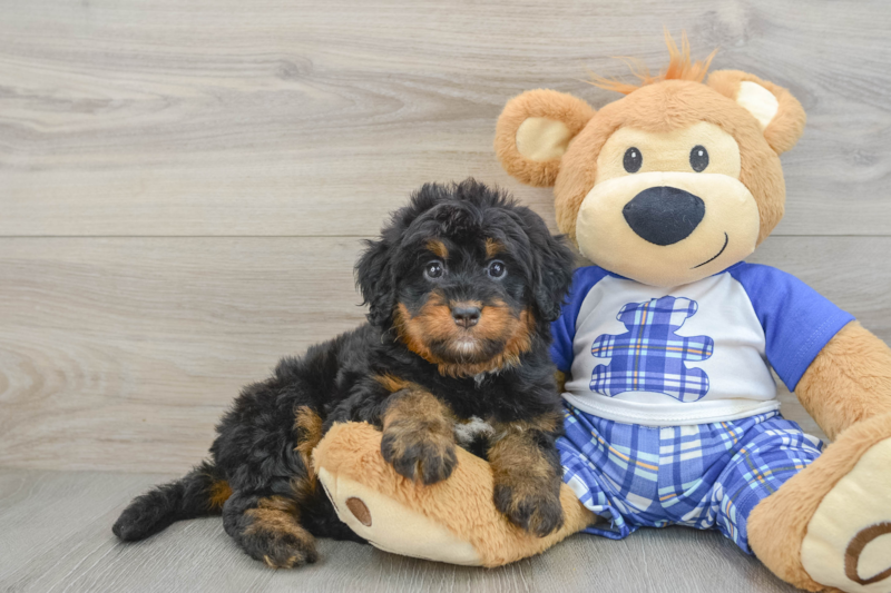 Meet Colette - our Mini Bernedoodle Puppy Photo 1/3 - Premier Pups