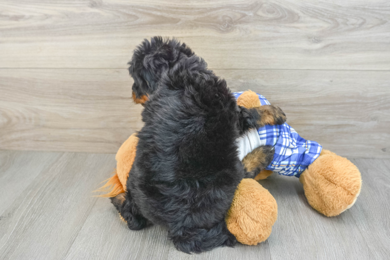Meet Colette - our Mini Bernedoodle Puppy Photo 2/3 - Premier Pups