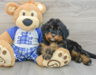 7 week old Mini Bernedoodle Puppy For Sale - Premier Pups