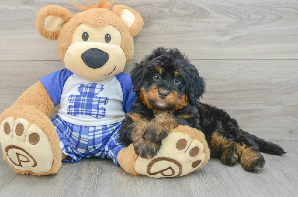 6 week old Mini Bernedoodle Puppy For Sale - Premier Pups