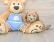 6 week old Mini Bernedoodle Puppy For Sale - Premier Pups