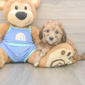 COLETTE, a Mini Bernedoodle puppy from Plain City OH