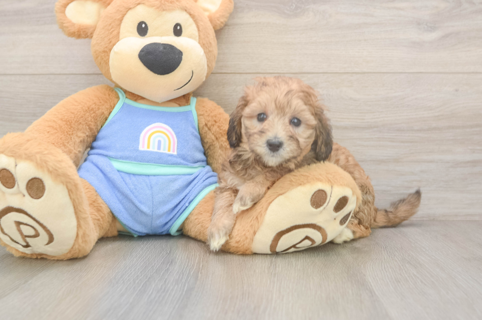 6 week old Mini Bernedoodle Puppy For Sale - Premier Pups