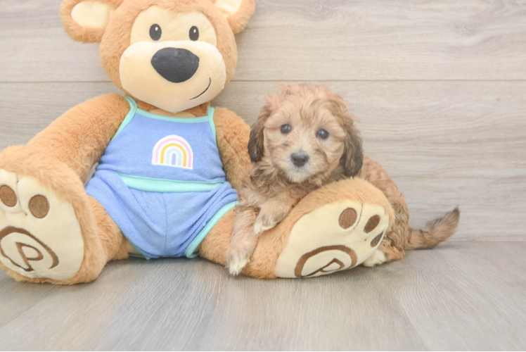Meet Colette - our Mini Bernedoodle Puppy Photo  1/3 - Premier Pups Mini Bernedoodle Puppy for Adoption