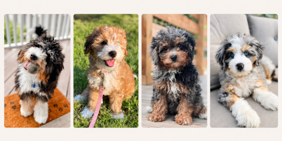 Mini Bernedoodle Colors: Complete Guide to Coat Colors & Patterns