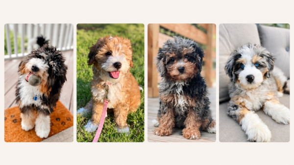 Mini Bernedoodle Colors: Complete Guide to Coat Colors & Patterns