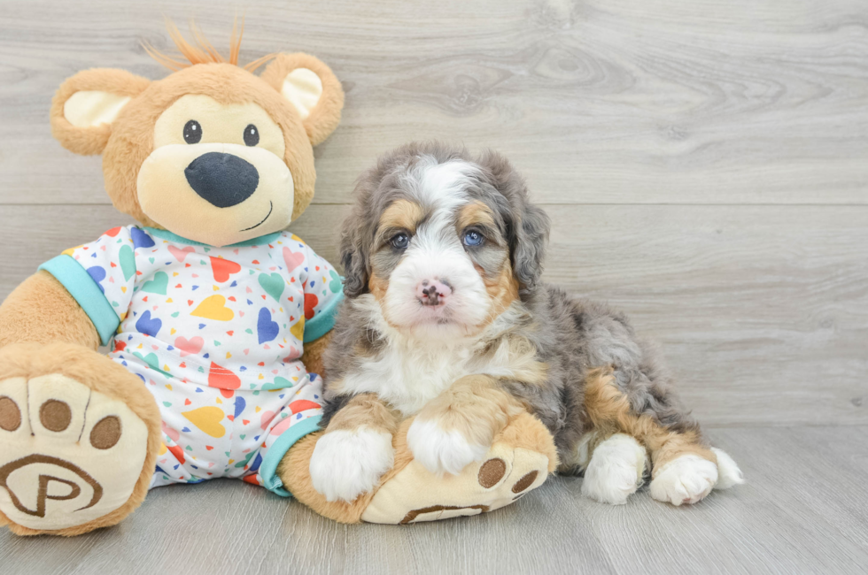 6 week old Mini Bernedoodle Puppy For Sale - Premier Pups