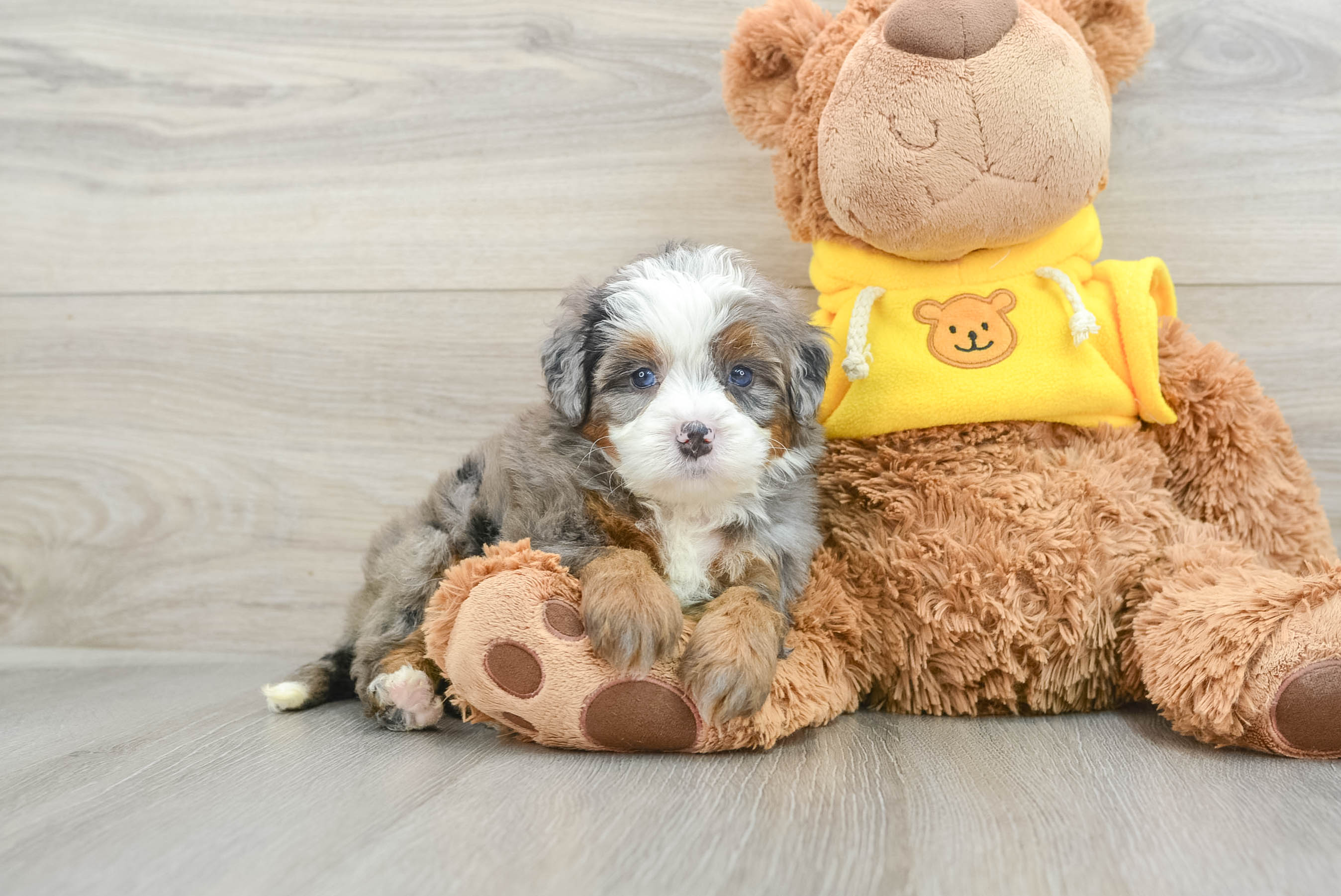 Cute Mini Bernedoodle Baby
