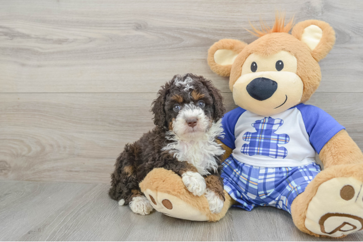 Mini Bernedoodle Pup Being Cute