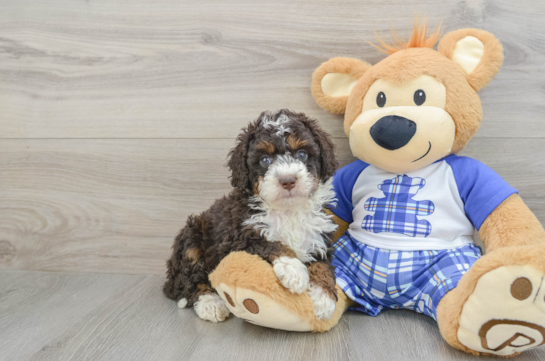 Mini Bernedoodle Pup Being Cute