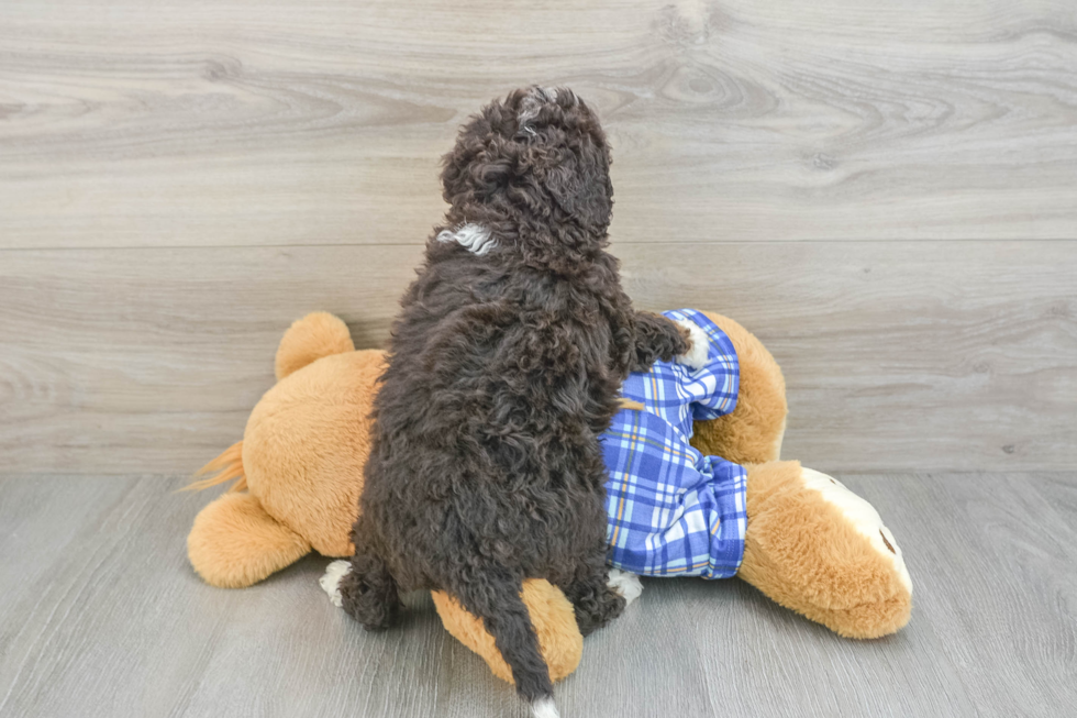 Energetic Mini Bernadoodle Poodle Mix Puppy