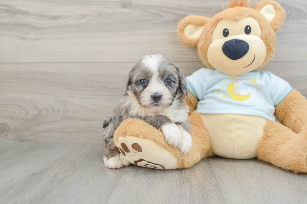 6 week old Mini Bernedoodle Puppy For Sale - Premier Pups