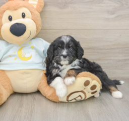 6 week old Mini Bernedoodle Puppy For Sale - Premier Pups
