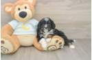 Best Mini Bernedoodle Baby
