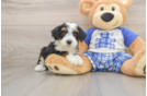 Mini Bernedoodle Pup Being Cute