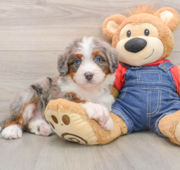 5 week old Mini Bernedoodle Puppy For Sale - Premier Pups