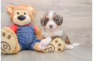 Mini Bernedoodle Puppy for Adoption