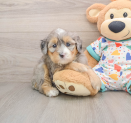 6 week old Mini Bernedoodle Puppy For Sale - Premier Pups