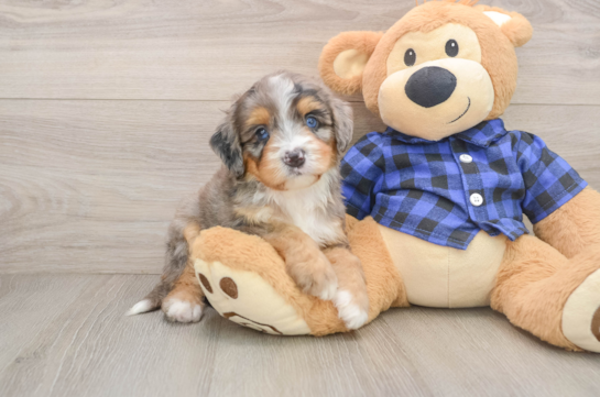 Best Mini Bernedoodle Baby