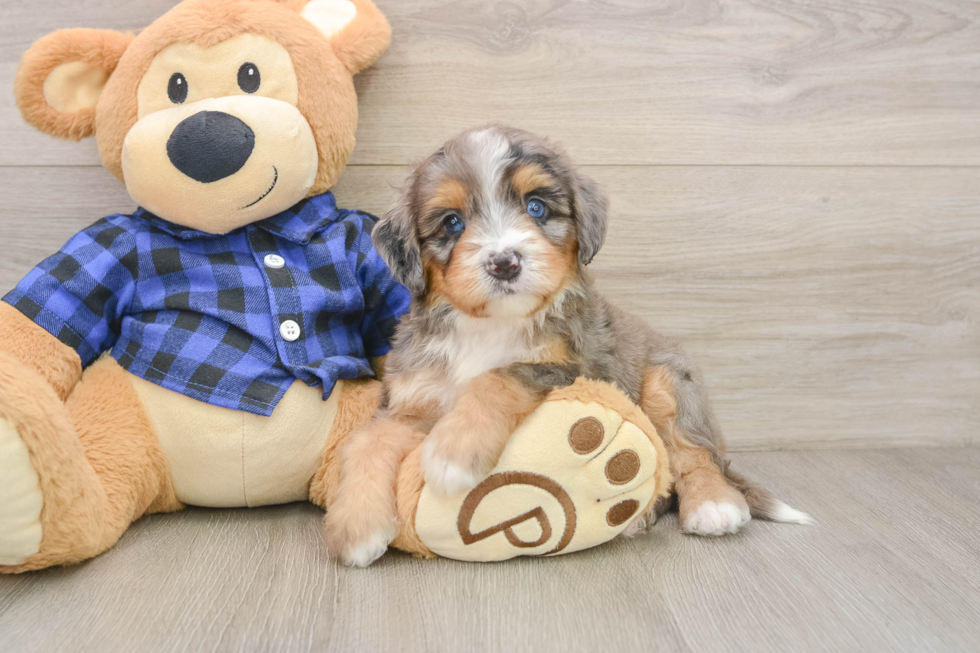 Mini Bernedoodle Pup Being Cute
