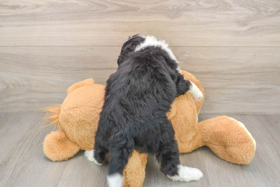 Mini Bernedoodle Pup Being Cute