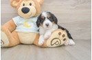 Funny Mini Bernedoodle Poodle Mix Pup