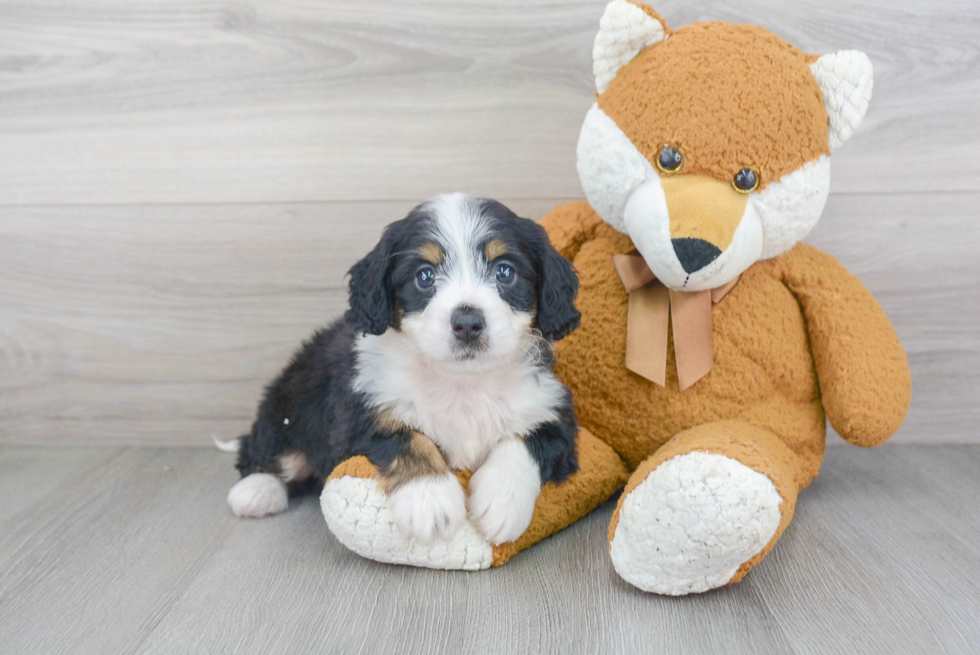 Happy Mini Bernedoodle Baby