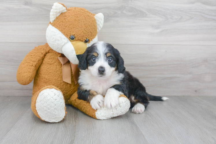 Mini Bernedoodle Pup Being Cute