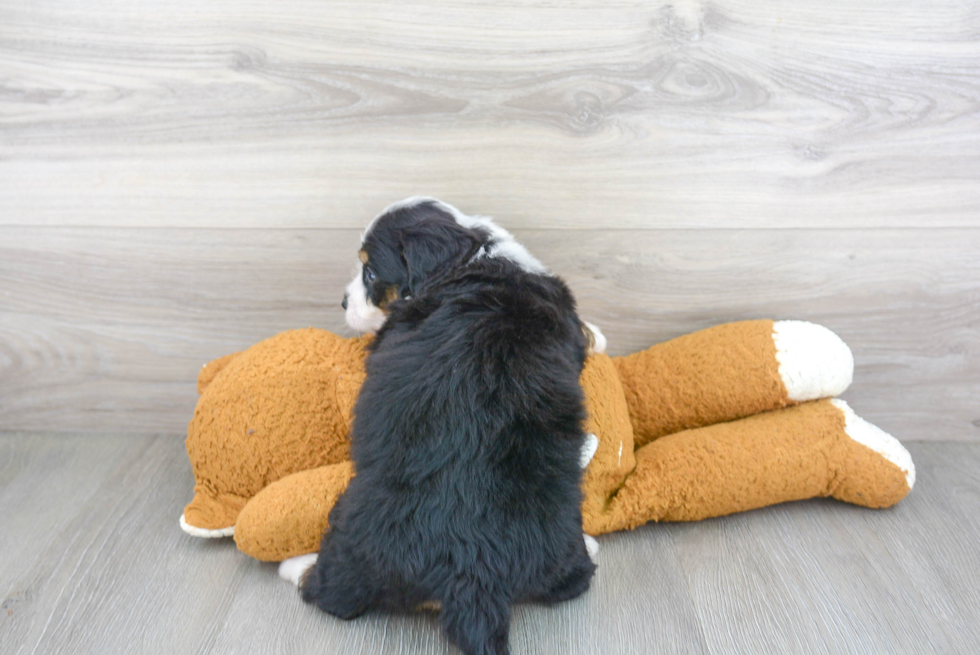 Funny Mini Bernedoodle Poodle Mix Pup