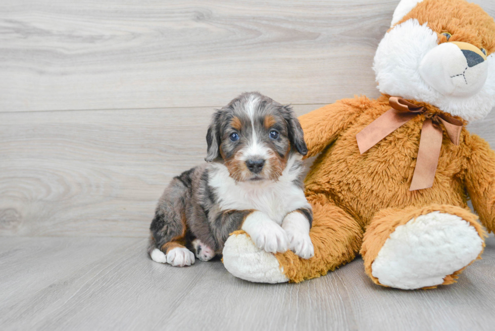 Little Mini Berniedoodle Poodle Mix Puppy