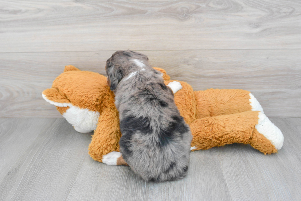 Best Mini Bernedoodle Baby