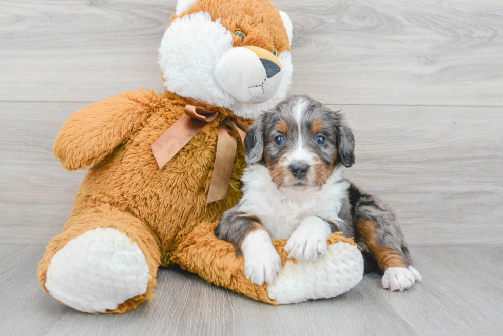 Popular Mini Bernedoodle Poodle Mix Pup