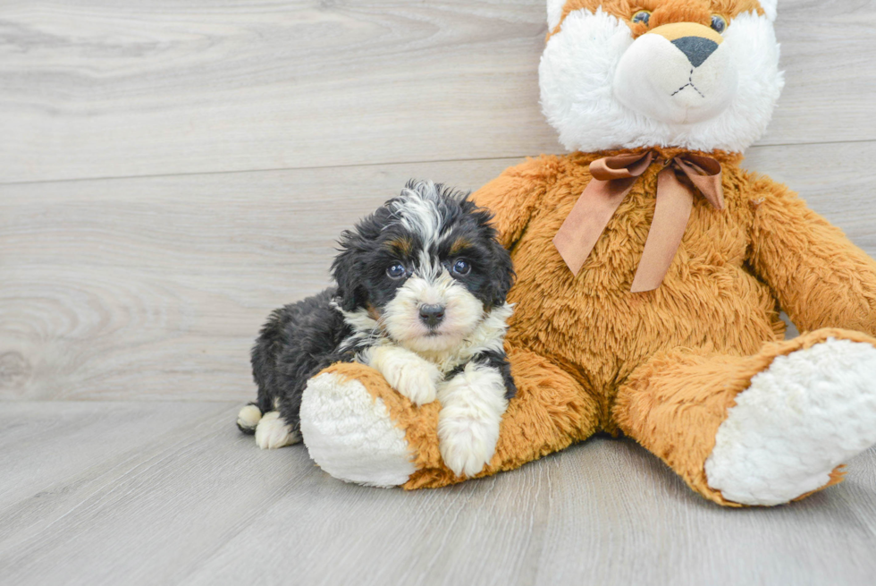 Funny Mini Bernedoodle Poodle Mix Pup