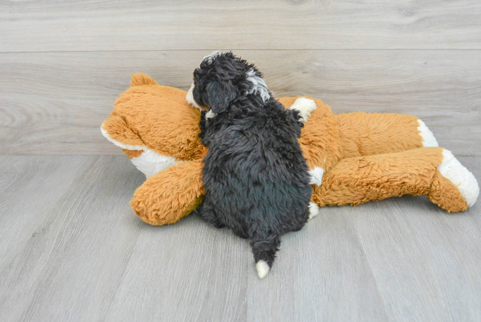 Small Mini Bernedoodle Baby