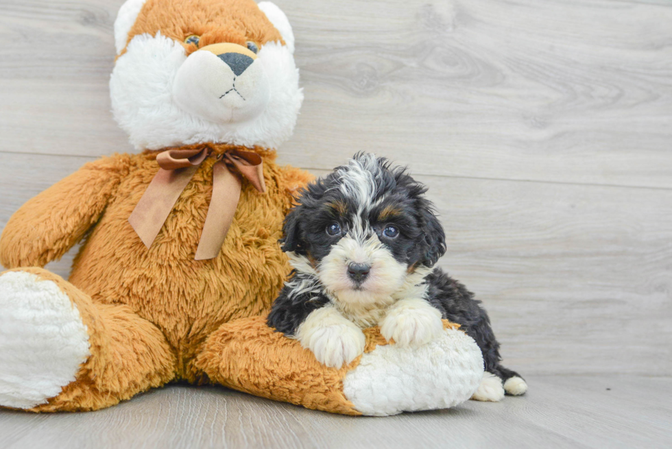 Hypoallergenic Mini Berniedoodle Poodle Mix Puppy