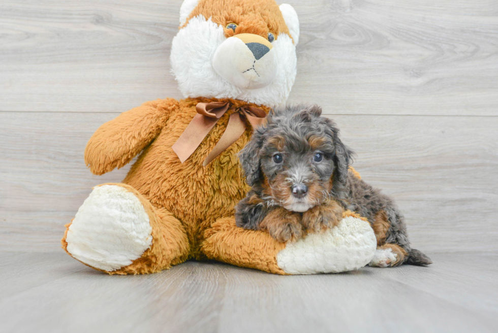 Best Mini Bernedoodle Baby