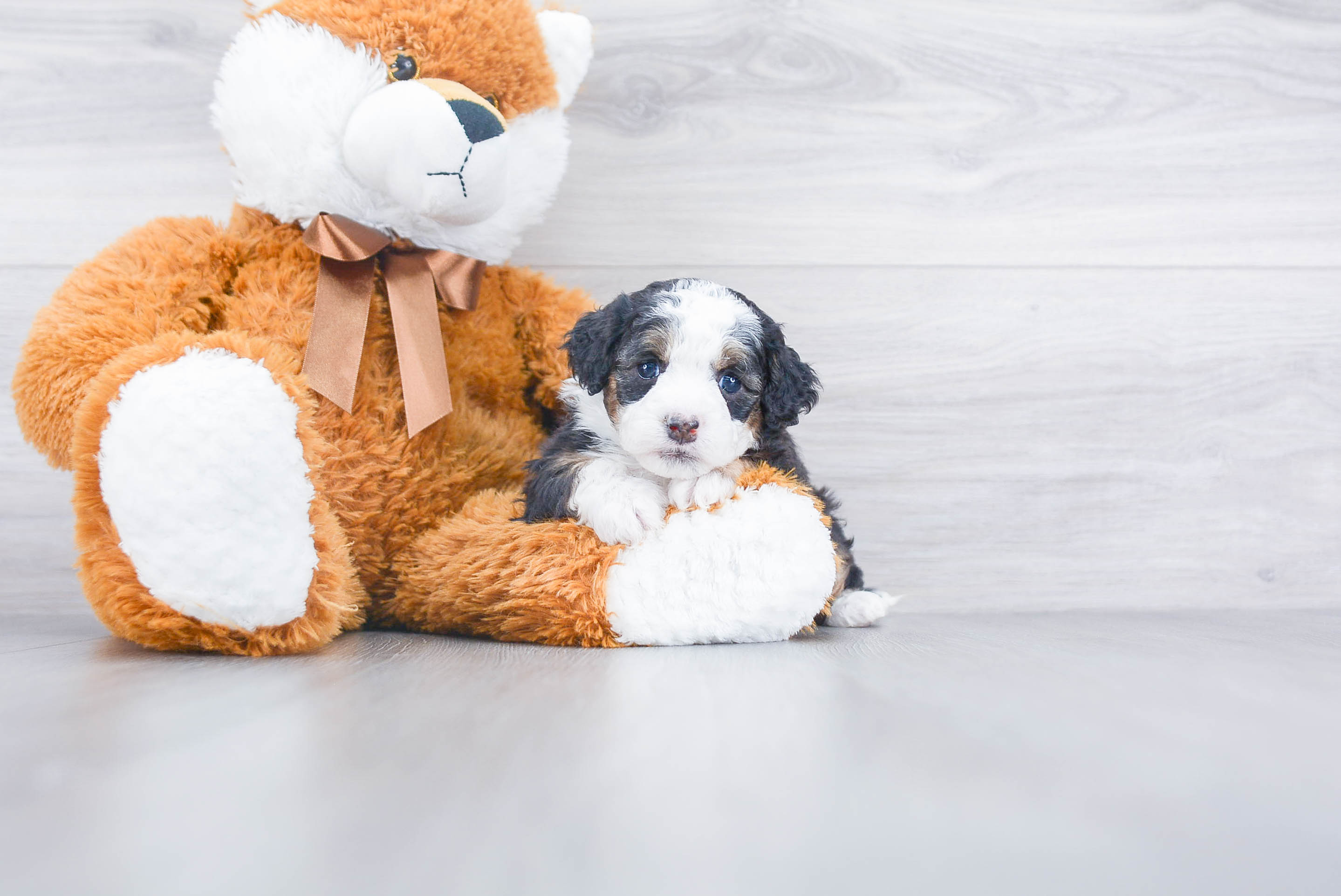 Sweet Mini Bernedoodle Baby